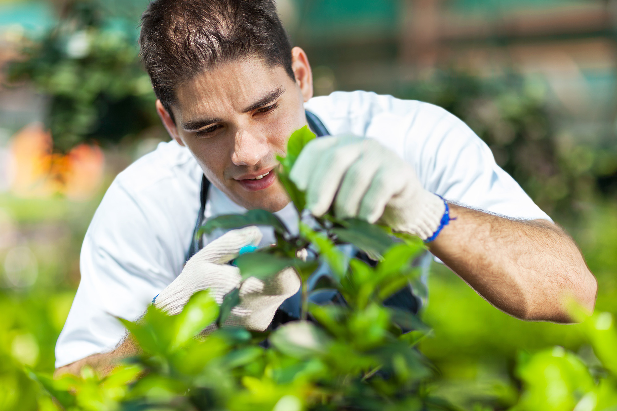 young male gardener working in greenhouse
